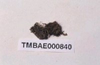 藏品(叢苔科)的圖片